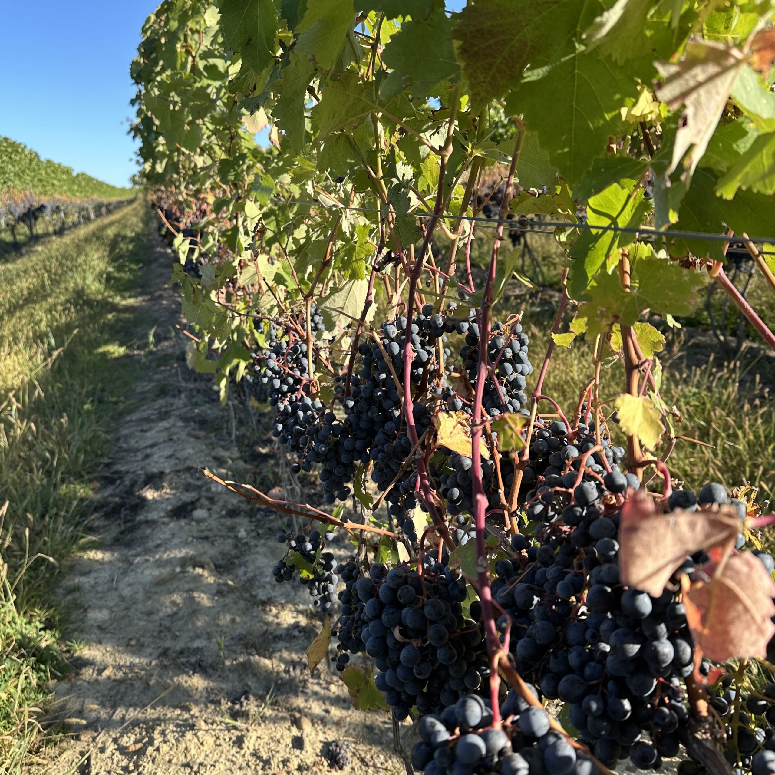 M Cellars Grapes